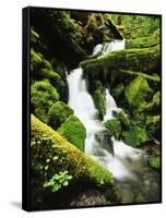 Quinalt Rainforest with Graves Creek Tributary, Olympic National Park, Washington State, USA-Stuart Westmorland-Framed Stretched Canvas