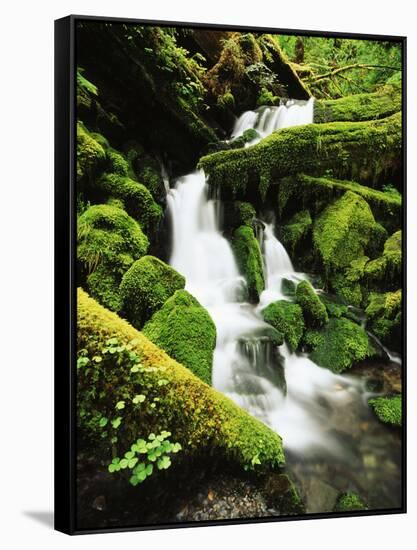 Quinalt Rainforest with Graves Creek Tributary, Olympic National Park, Washington State, USA-Stuart Westmorland-Framed Stretched Canvas