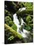 Quinalt Rainforest with Graves Creek Tributary, Olympic National Park, Washington State, USA-Stuart Westmorland-Stretched Canvas