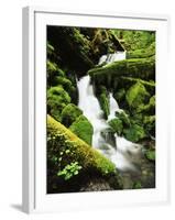 Quinalt Rainforest with Graves Creek Tributary, Olympic National Park, Washington State, USA-Stuart Westmorland-Framed Premium Photographic Print