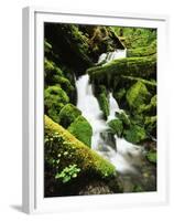 Quinalt Rainforest with Graves Creek Tributary, Olympic National Park, Washington State, USA-Stuart Westmorland-Framed Premium Photographic Print