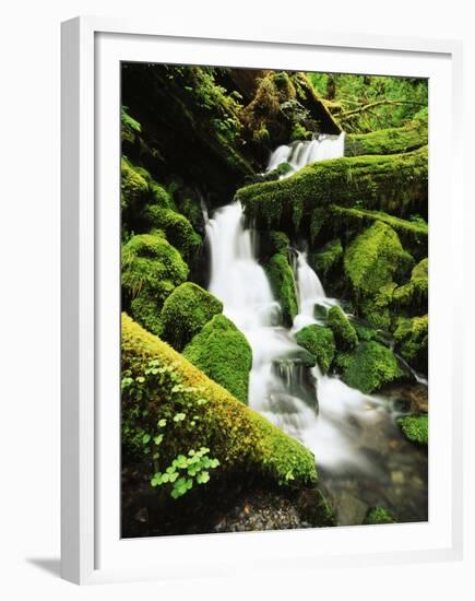 Quinalt Rainforest with Graves Creek Tributary, Olympic National Park, Washington State, USA-Stuart Westmorland-Framed Premium Photographic Print