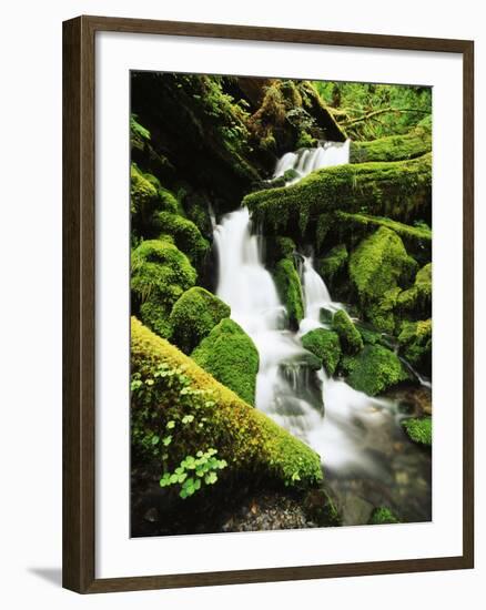 Quinalt Rainforest with Graves Creek Tributary, Olympic National Park, Washington State, USA-Stuart Westmorland-Framed Premium Photographic Print