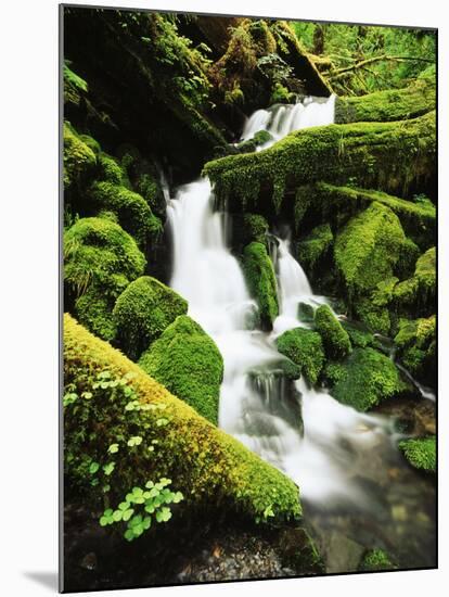 Quinalt Rainforest with Graves Creek Tributary, Olympic National Park, Washington State, USA-Stuart Westmorland-Mounted Premium Photographic Print