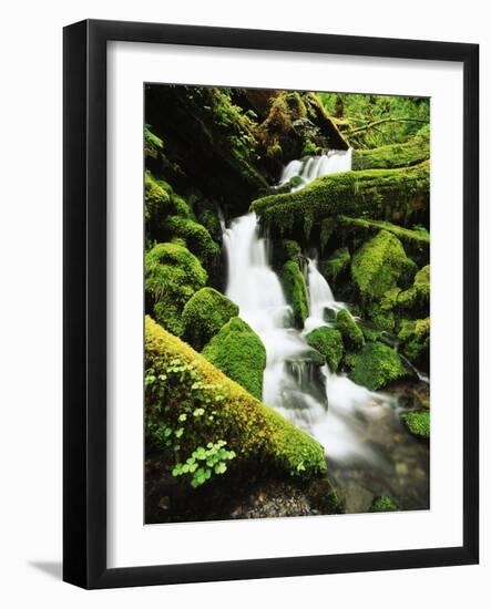 Quinalt Rainforest with Graves Creek Tributary, Olympic National Park, Washington State, USA-Stuart Westmorland-Framed Photographic Print