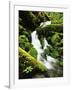 Quinalt Rainforest with Graves Creek Tributary, Olympic National Park, Washington State, USA-Stuart Westmorland-Framed Photographic Print