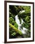 Quinalt Rainforest with Graves Creek Tributary, Olympic National Park, Washington State, USA-Stuart Westmorland-Framed Photographic Print