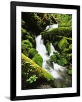 Quinalt Rainforest with Graves Creek Tributary, Olympic National Park, Washington State, USA-Stuart Westmorland-Framed Photographic Print