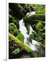 Quinalt Rainforest with Graves Creek Tributary, Olympic National Park, Washington State, USA-Stuart Westmorland-Framed Photographic Print