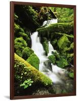 Quinalt Rainforest with Graves Creek Tributary, Olympic National Park, Washington State, USA-Stuart Westmorland-Framed Photographic Print