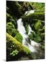 Quinalt Rainforest with Graves Creek Tributary, Olympic National Park, Washington State, USA-Stuart Westmorland-Mounted Photographic Print
