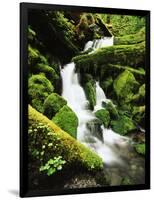 Quinalt Rainforest with Graves Creek Tributary, Olympic National Park, Washington State, USA-Stuart Westmorland-Framed Photographic Print