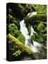 Quinalt Rainforest with Graves Creek Tributary, Olympic National Park, Washington State, USA-Stuart Westmorland-Stretched Canvas