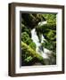 Quinalt Rainforest with Graves Creek Tributary, Olympic National Park, Washington State, USA-Stuart Westmorland-Framed Photographic Print