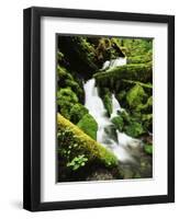 Quinalt Rainforest with Graves Creek Tributary, Olympic National Park, Washington State, USA-Stuart Westmorland-Framed Photographic Print