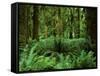 Quinault Rainforest, Olympic National Park, Washington, USA-Rob Tilley-Framed Stretched Canvas