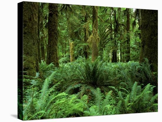 Quinault Rainforest, Olympic National Park, Washington, USA-Rob Tilley-Stretched Canvas