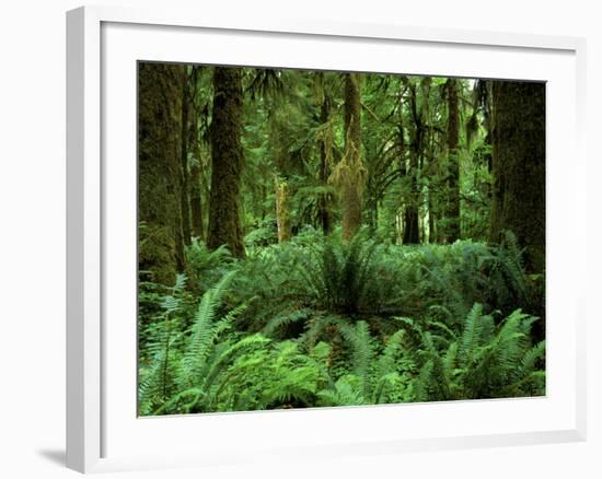 Quinault Rainforest, Olympic National Park, Washington, USA-Rob Tilley-Framed Photographic Print