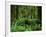 Quinault Rainforest, Olympic National Park, Washington, USA-Rob Tilley-Framed Photographic Print