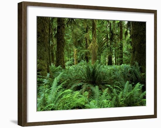 Quinault Rainforest, Olympic National Park, Washington, USA-Rob Tilley-Framed Photographic Print