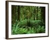 Quinault Rainforest, Olympic National Park, Washington, USA-Rob Tilley-Framed Photographic Print