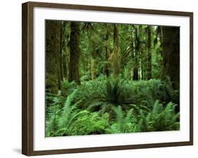 Quinault Rainforest, Olympic National Park, Washington, USA-Rob Tilley-Framed Photographic Print