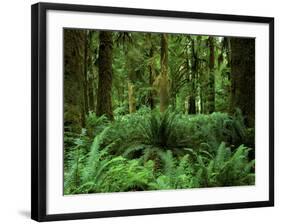 Quinault Rainforest, Olympic National Park, Washington, USA-Rob Tilley-Framed Photographic Print