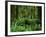 Quinault Rainforest, Olympic National Park, Washington, USA-Rob Tilley-Framed Photographic Print