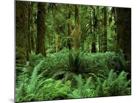 Quinault Rainforest, Olympic National Park, Washington, USA-Rob Tilley-Mounted Photographic Print