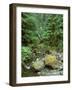 Quinault Rainforest, Olympic National Park, Washington, USA-Rob Tilley-Framed Photographic Print