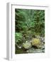 Quinault Rainforest, Olympic National Park, Washington, USA-Rob Tilley-Framed Photographic Print