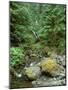 Quinault Rainforest, Olympic National Park, Washington, USA-Rob Tilley-Mounted Photographic Print