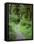 Quinault Rainforest, Olympic National Park, Washington, USA-Rob Tilley-Framed Stretched Canvas