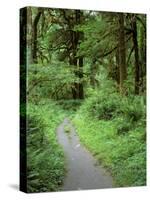 Quinault Rainforest, Olympic National Park, Washington, USA-Rob Tilley-Stretched Canvas