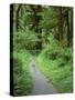 Quinault Rainforest, Olympic National Park, Washington, USA-Rob Tilley-Stretched Canvas