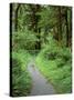 Quinault Rainforest, Olympic National Park, Washington, USA-Rob Tilley-Stretched Canvas