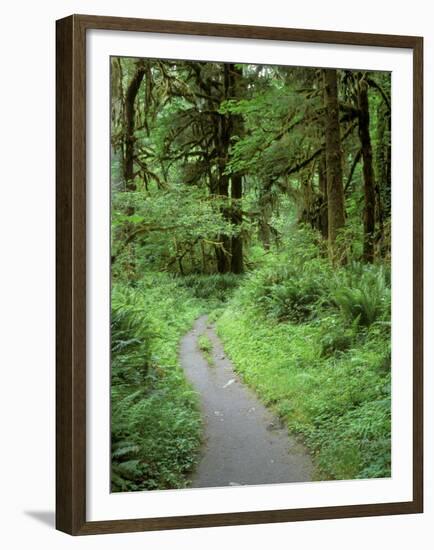 Quinault Rainforest, Olympic National Park, Washington, USA-Rob Tilley-Framed Premium Photographic Print