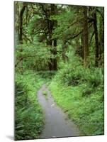 Quinault Rainforest, Olympic National Park, Washington, USA-Rob Tilley-Mounted Premium Photographic Print