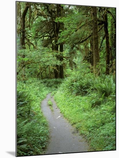 Quinault Rainforest, Olympic National Park, Washington, USA-Rob Tilley-Mounted Premium Photographic Print