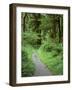 Quinault Rainforest, Olympic National Park, Washington, USA-Rob Tilley-Framed Photographic Print