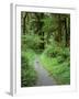 Quinault Rainforest, Olympic National Park, Washington, USA-Rob Tilley-Framed Photographic Print