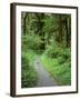 Quinault Rainforest, Olympic National Park, Washington, USA-Rob Tilley-Framed Photographic Print