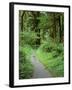 Quinault Rainforest, Olympic National Park, Washington, USA-Rob Tilley-Framed Photographic Print