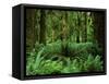 Quinault Rainforest, Olympic National Park, Washington, USA-Rob Tilley-Framed Stretched Canvas