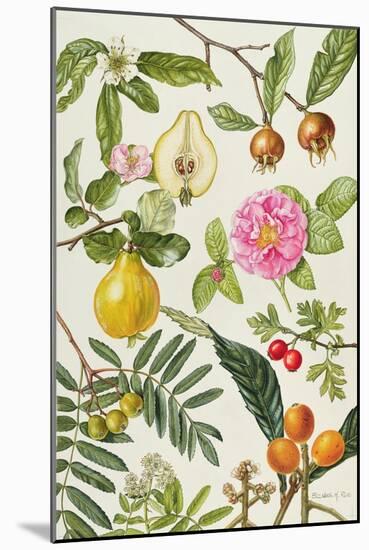 Quince and Other Fruit-Bearing Trees-Elizabeth Rice-Mounted Giclee Print
