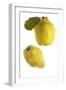 Quince Fruit-null-Framed Photographic Print