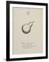 Quince Illustrations and Verses From Nonsense Alphabets Drawn and Written by Edward Lear.-Edward Lear-Framed Giclee Print