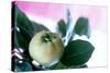 Quince on the Branch-Eising Studio - Food Photo and Video-Stretched Canvas