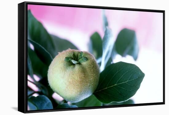 Quince on the Branch-Eising Studio - Food Photo and Video-Framed Stretched Canvas