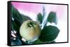 Quince on the Branch-Eising Studio - Food Photo and Video-Framed Stretched Canvas